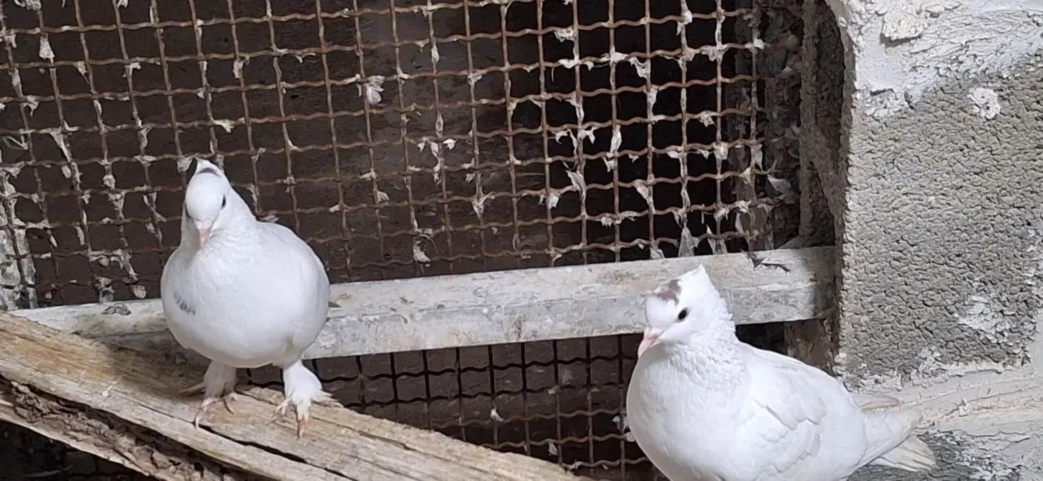 کبوتر بوشهری|پرنده|خورموج, |دیوار