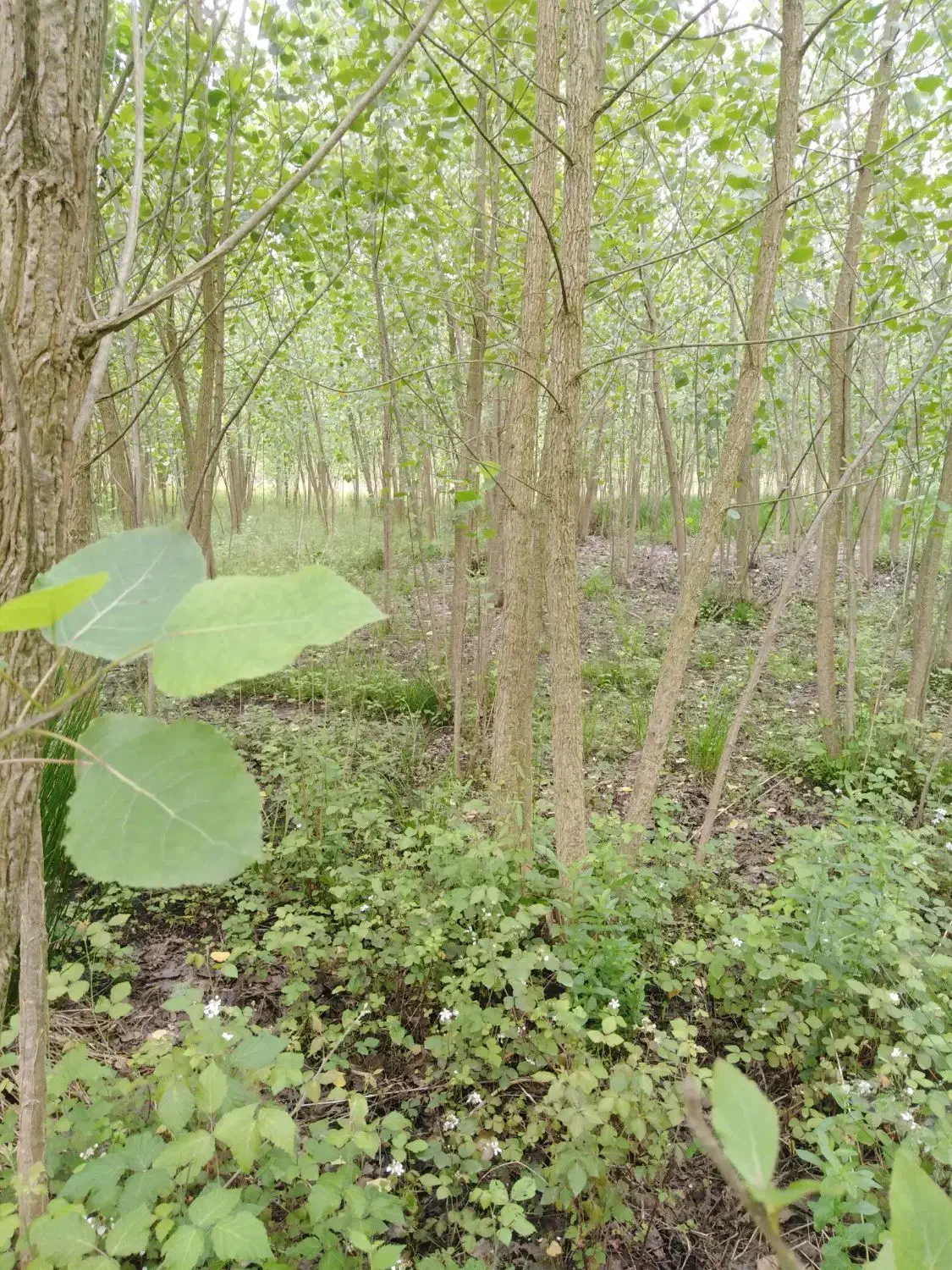 زمین باغی|فروش دفتر صنعتی، کشاورزی، تجاری|چاف و چمخاله, |دیوار