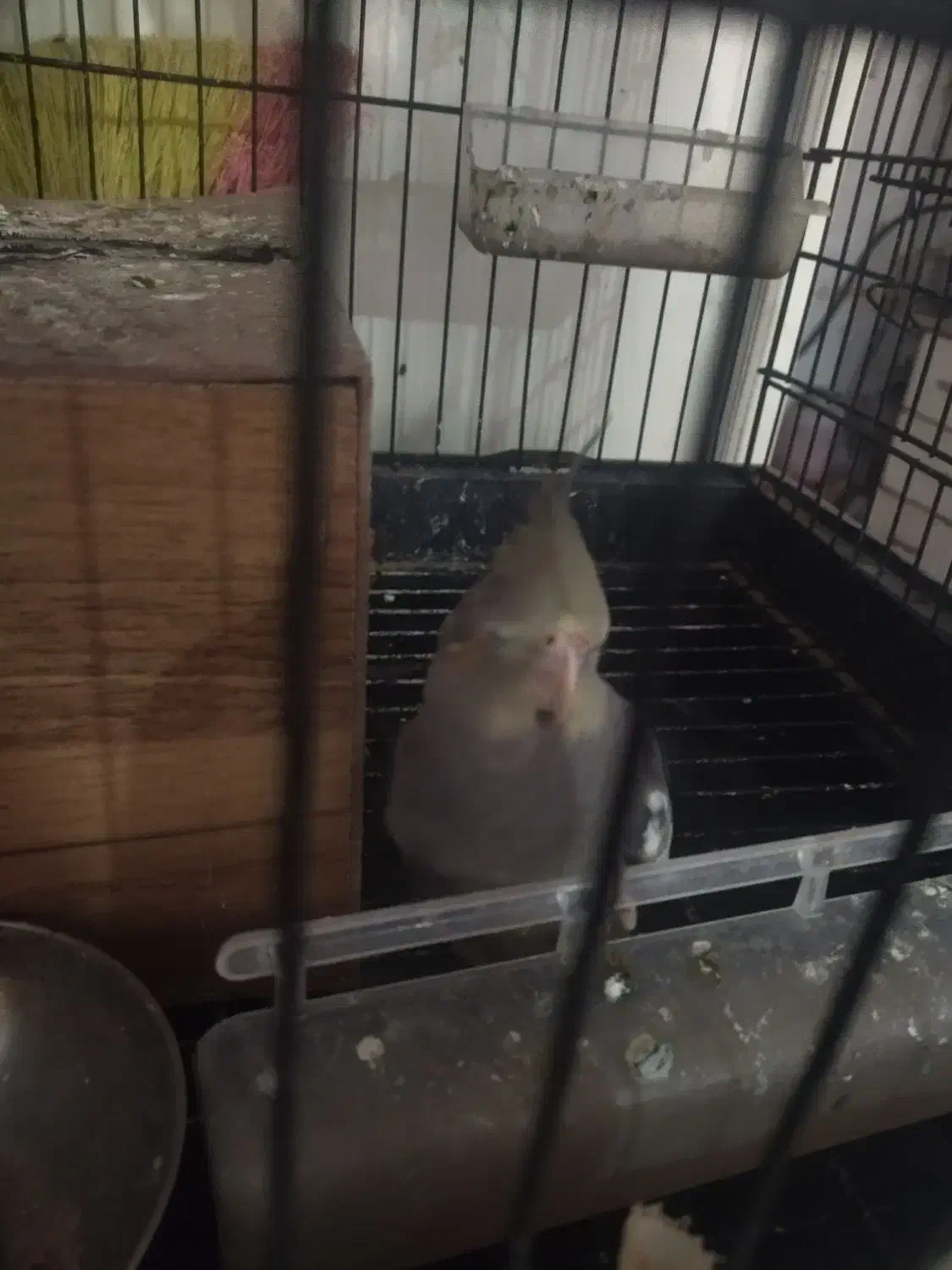 عروس هلندی|پرنده|گرمخان, |دیوار