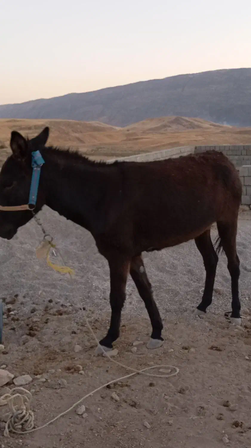 خر ماده|حیوانات مزرعه|زاگرس, |دیوار