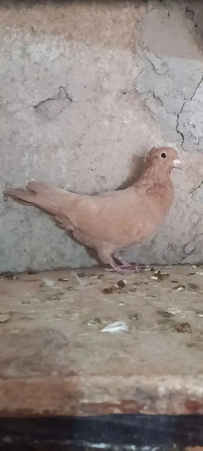 ماده زرد|پرنده|بافت, |دیوار