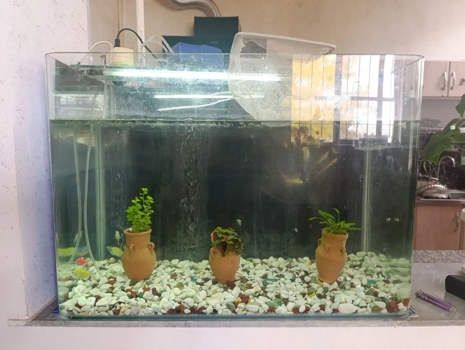 اکواریوم با وسایل|ماهی|سپیدان, |دیوار