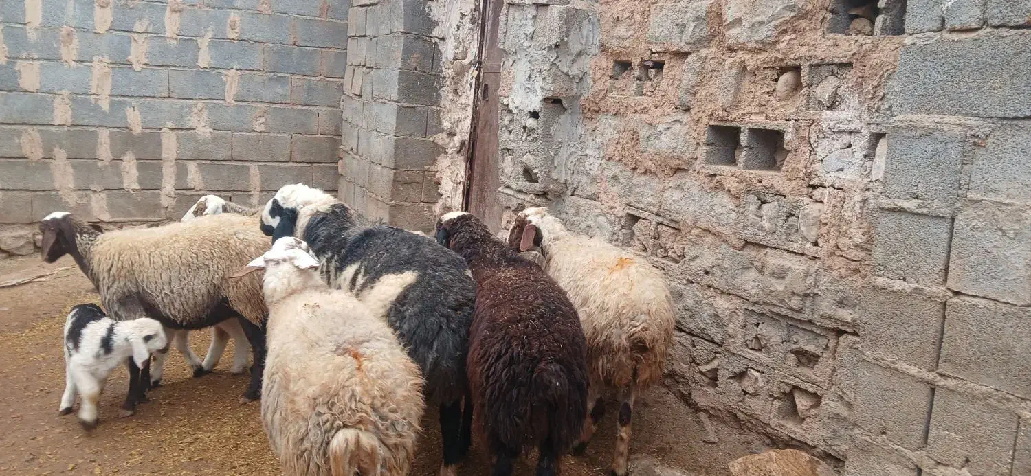 فروش میش وقوچ|حیوانات مزرعه|هرسین, |دیوار