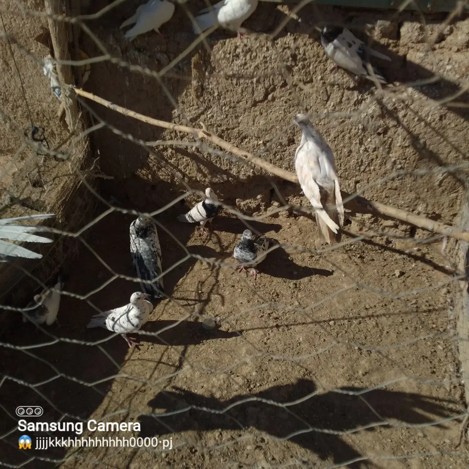 کبوتر|پرنده|کبودرآهنگ, |دیوار