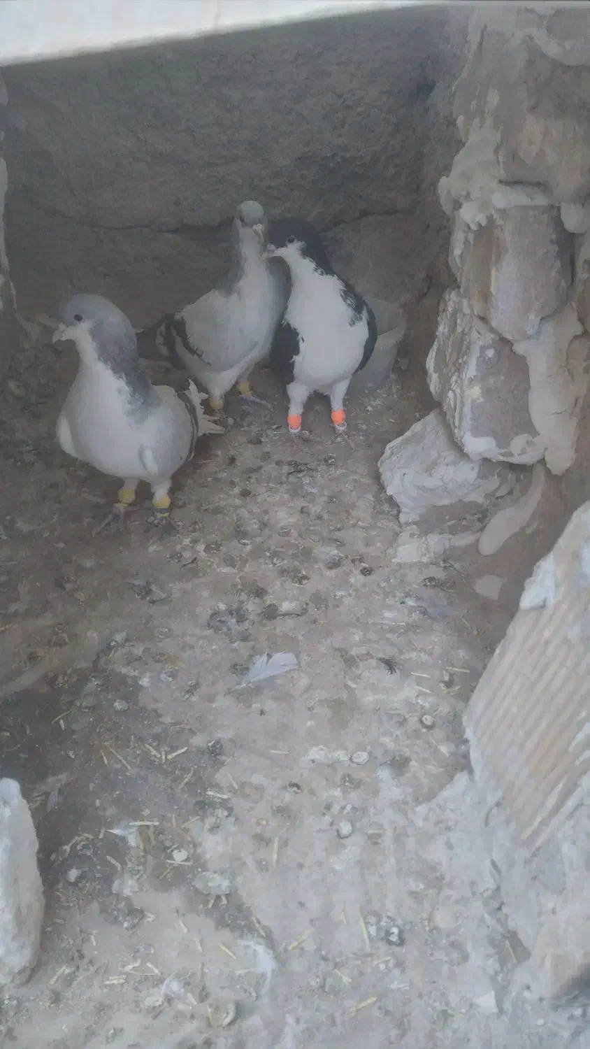 کفتر|پرنده|الوند, |دیوار