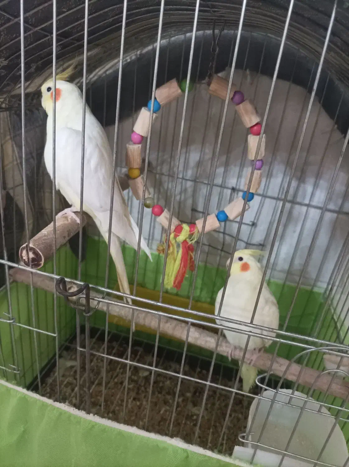 عروس هلندی نروماده|پرنده|مهریز, |دیوار