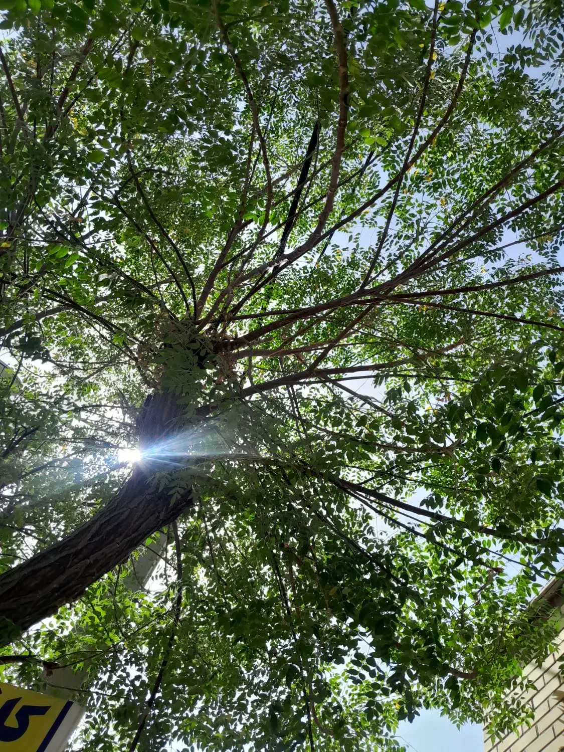 هرس و باغبانی درخت و باغچه|خدمات باغبانی و درختکاری|قم, امامزاده ابراهیم|دیوار