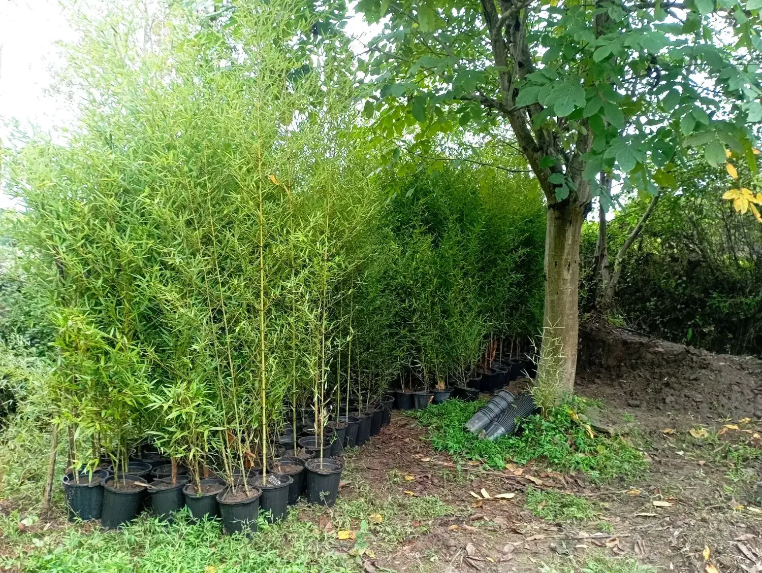 نی خیزران گلدانی|خدمات باغبانی و درختکاری|املش, |دیوار