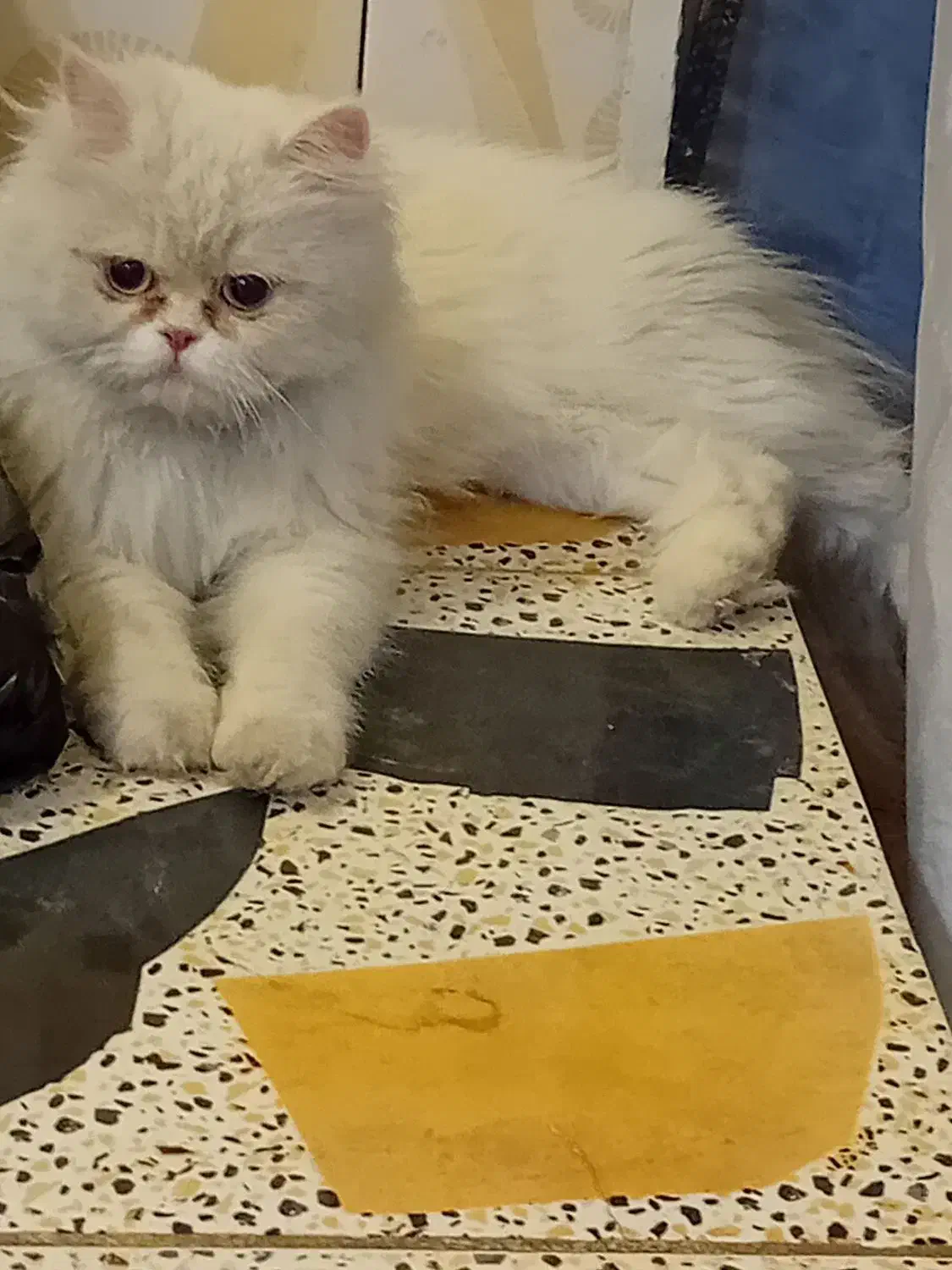 گربه|گربه|چابهار, |دیوار