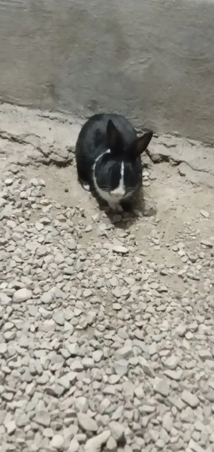 خرگوش نر و ماده|موش و خرگوش|کازرون, |دیوار