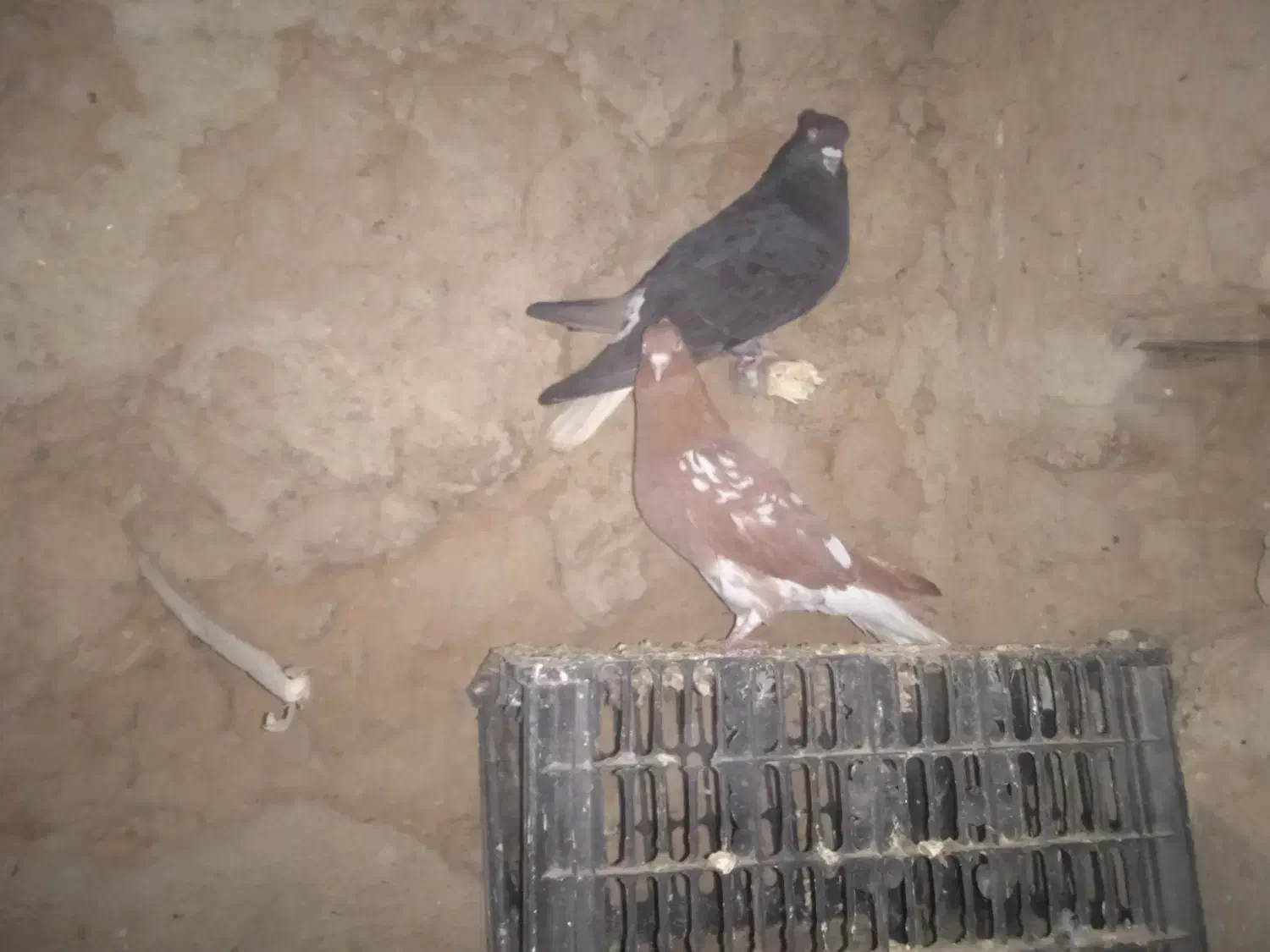 دم سفید|پرنده|فاروج, |دیوار