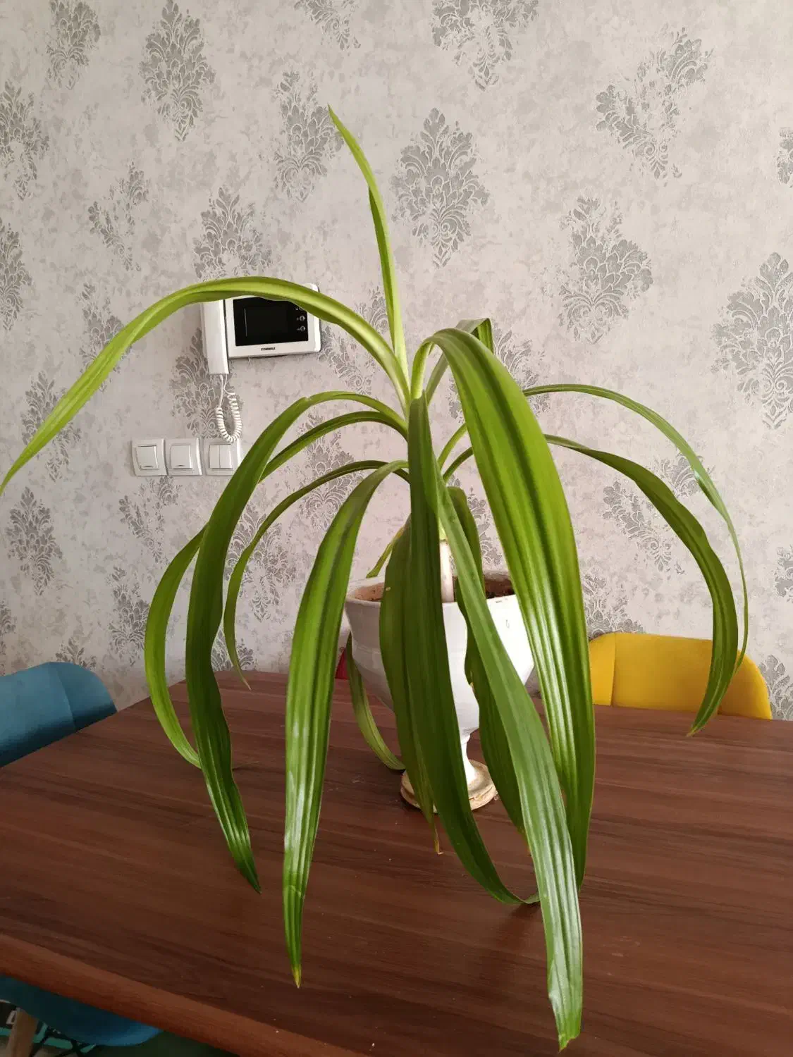 گل ذرتی سبز و بزرگ و شاداب|گل و گیاه طبیعی|شیراز, شهرک والفجر|دیوار