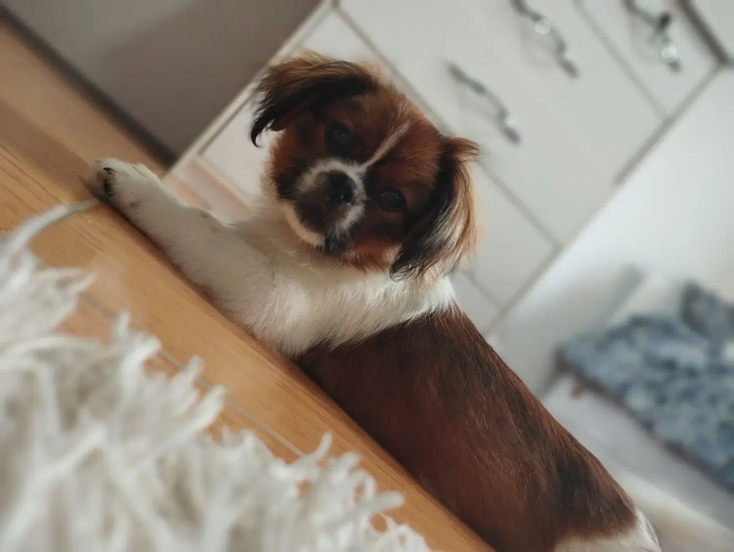 سگ نژاد پیکینیز نر ۹ ماهه|سگ|آستارا, |دیوار