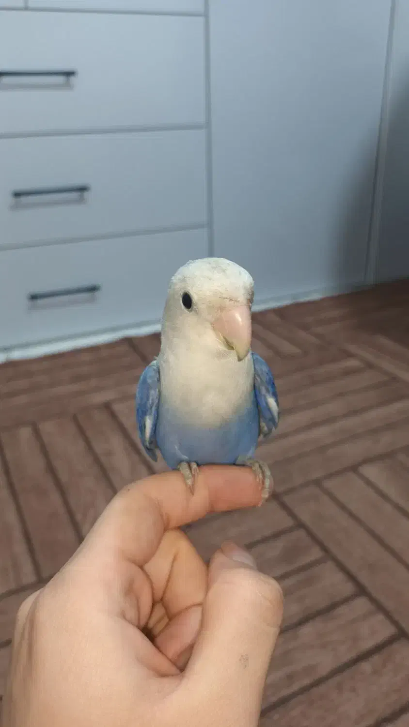 طوطی برزیلی|پرنده|شهریار, شهرک امیریه|دیوار