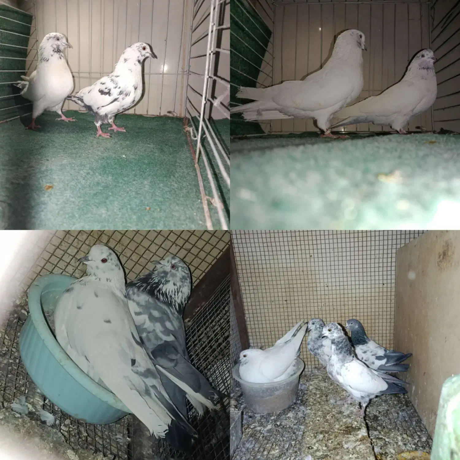 کبوتر پرشی|پرنده|مهریز, |دیوار