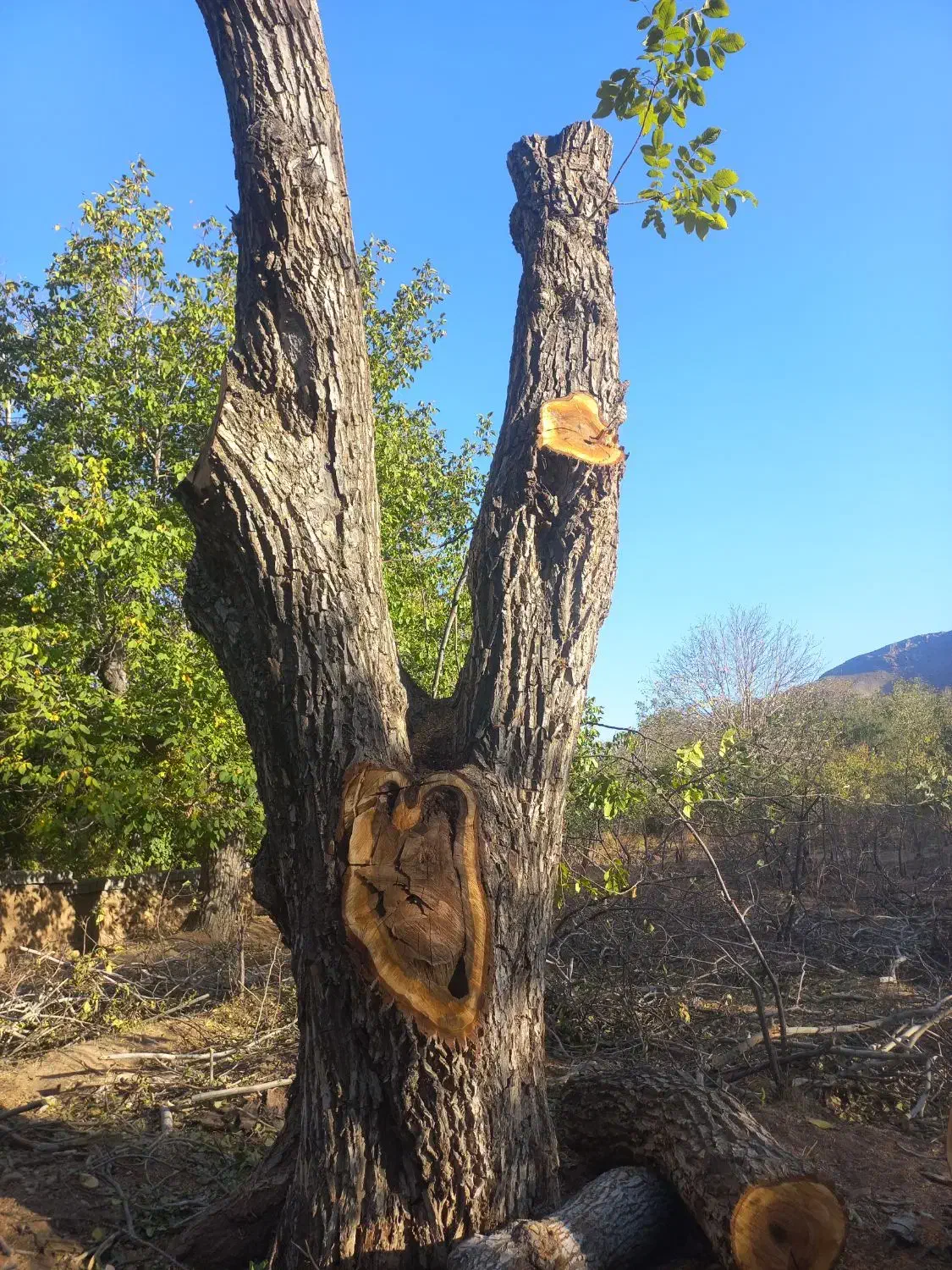 فروش چوب گردو قدیمی قهوه ای|عمده‌فروشی|مزایجان, |دیوار