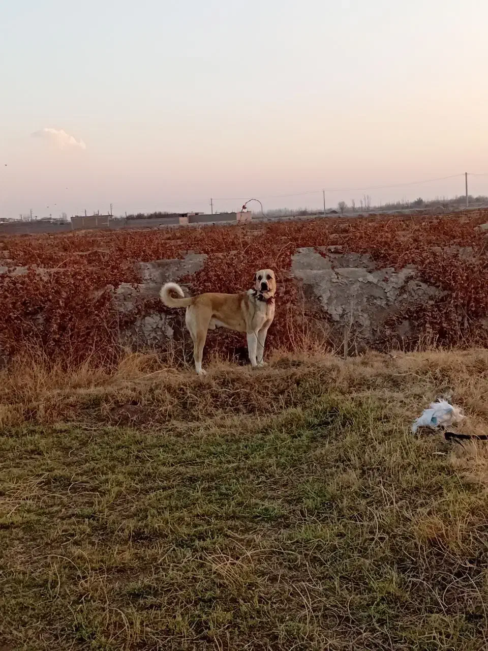 واگذاری سگ سرابی تاراز|سگ|چهاربرج, |دیوار