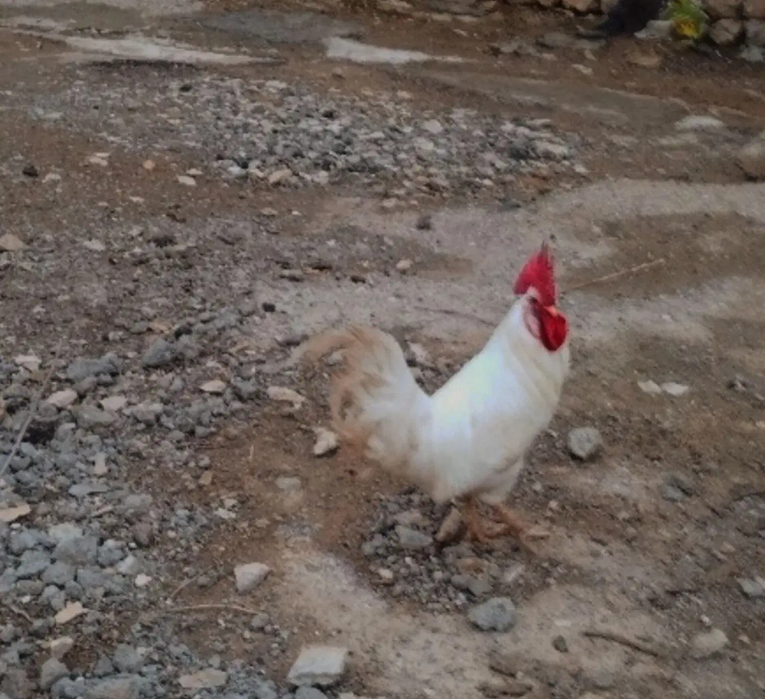 خروس|حیوانات مزرعه|چگنی, |دیوار