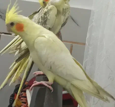 سخنگو وآماده|پرنده|برخوار, |دیوار