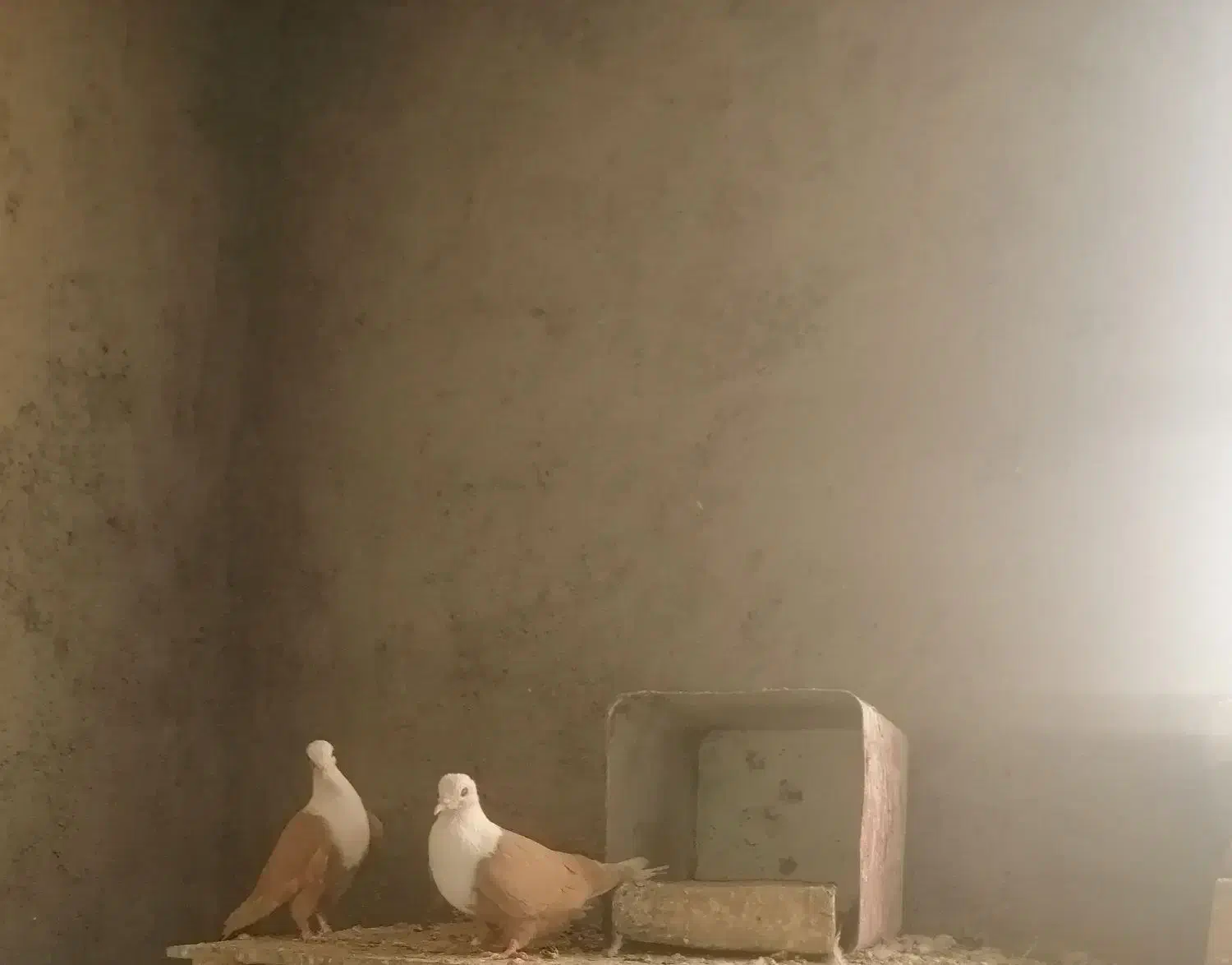 پنج جفت کله سفید زرد بدون کاکلی وکاکلی|پرنده|سبزوار, قلعهنو دهزار|دیوار