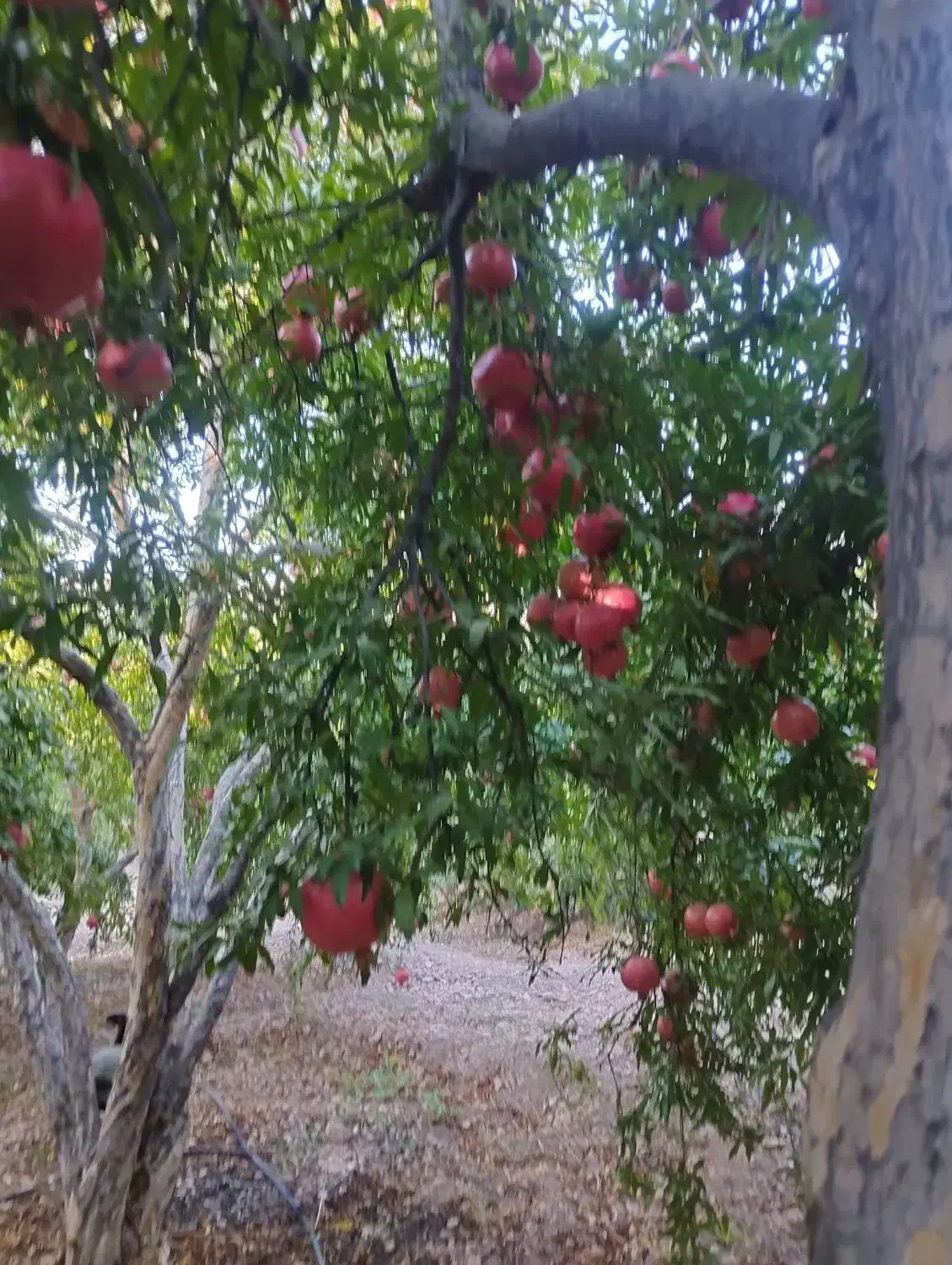 فروش انار اشکفتو|خوردنی و آشامیدنی|رستاق, |دیوار