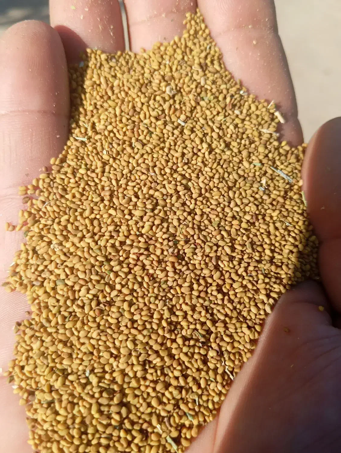 ارایه بذر یونجه|خدمات باغبانی و درختکاری|دهگلان, |دیوار