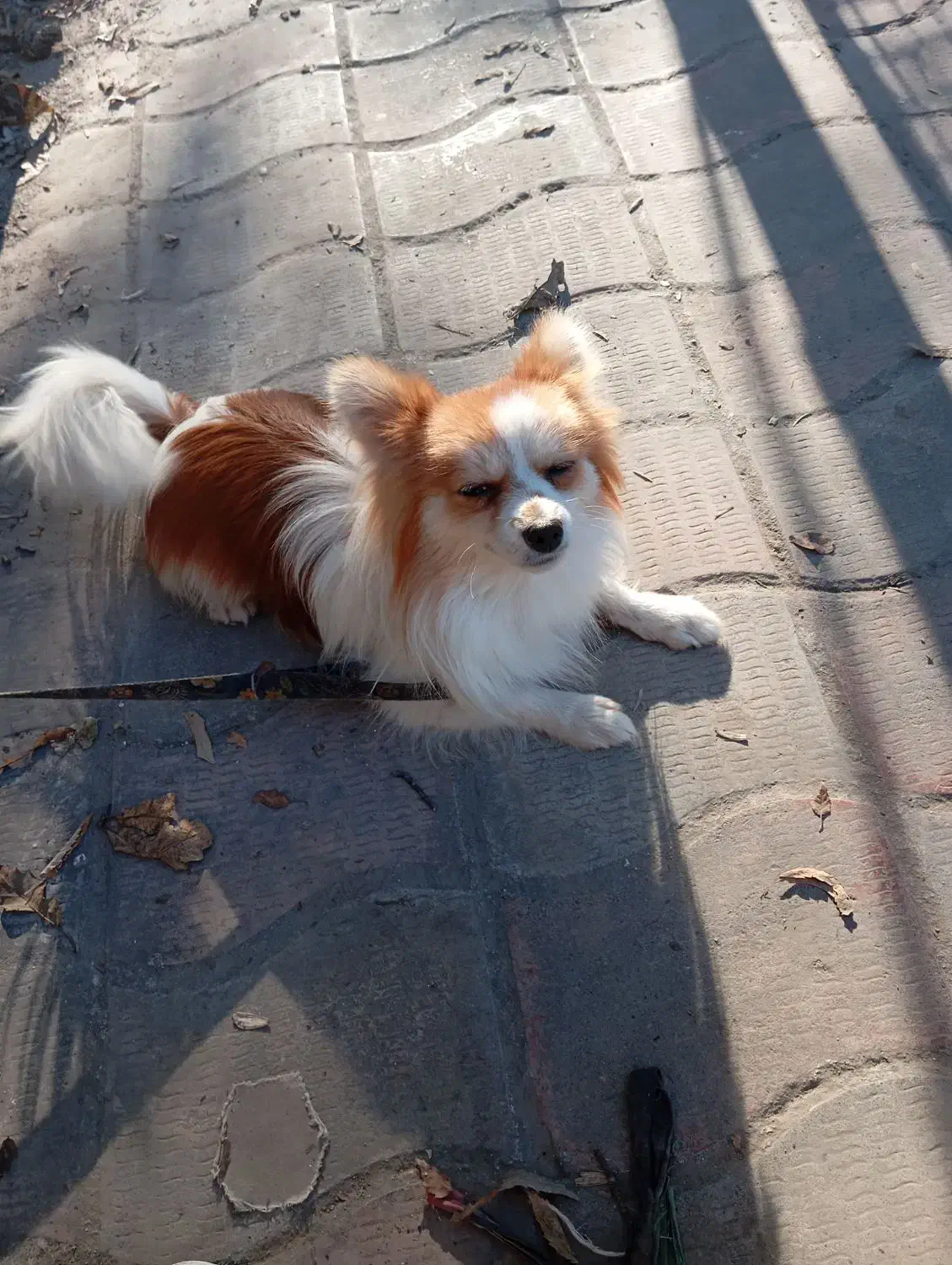 پاکوتاه نر خوشگل خانگی  80000000ملیون|سگ|آزادشهر, |دیوار