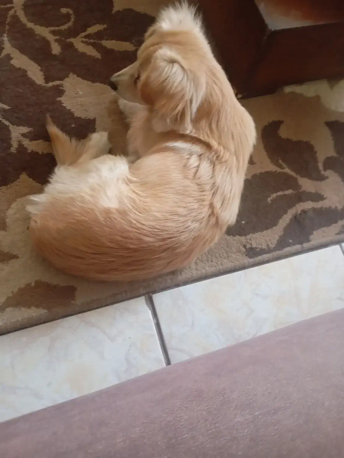 سگ گلدن پاکوتا|سگ|تهران, ائمه اطهار|دیوار