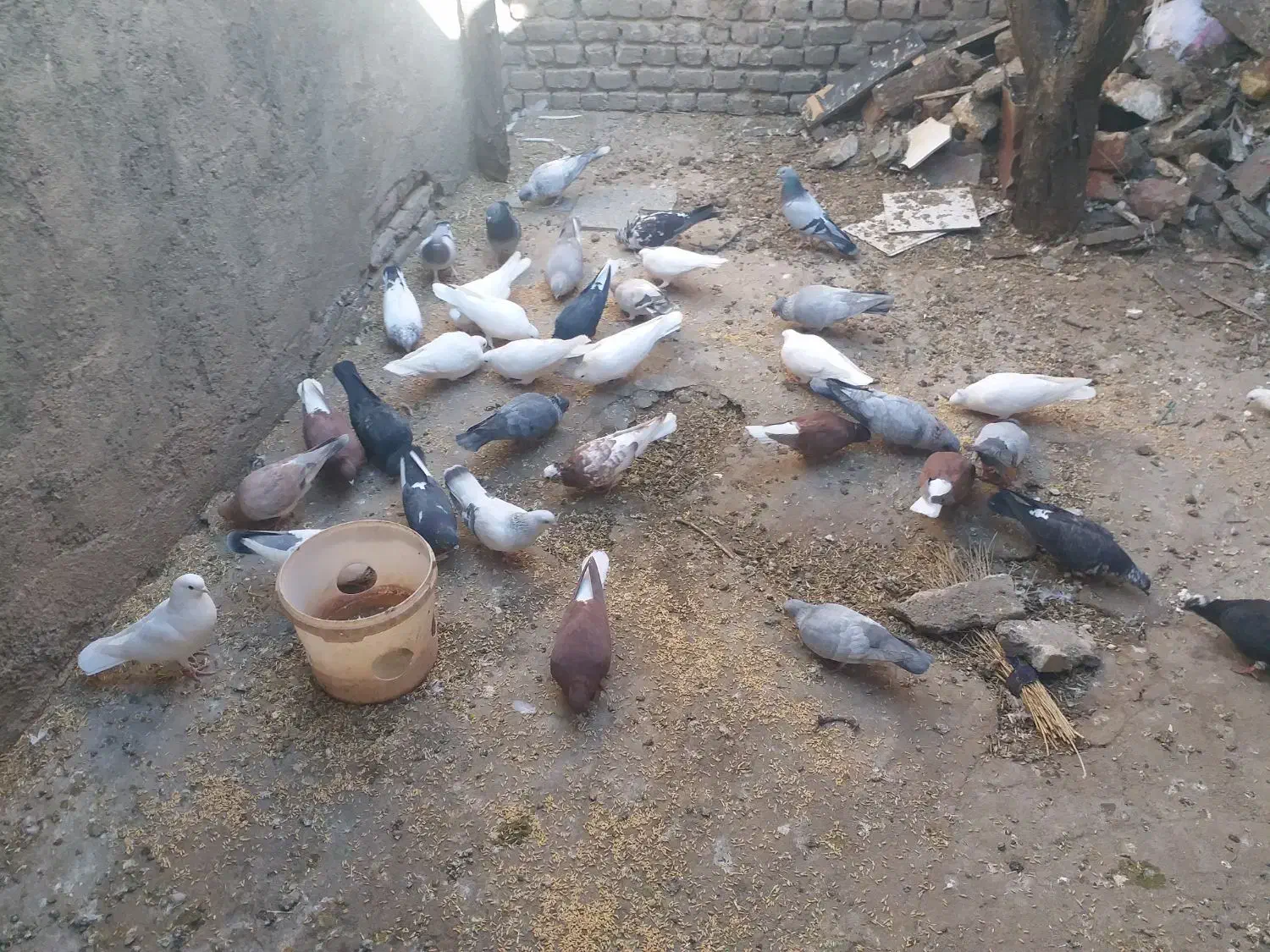 کبوتر|پرنده|نقده, |دیوار