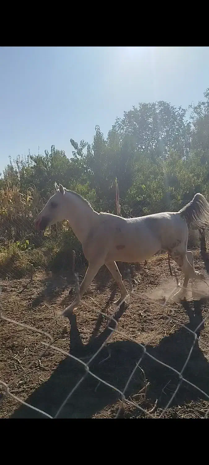 اسب نریان|اسب و تجهیزات اسبسواری|ملکان, |دیوار