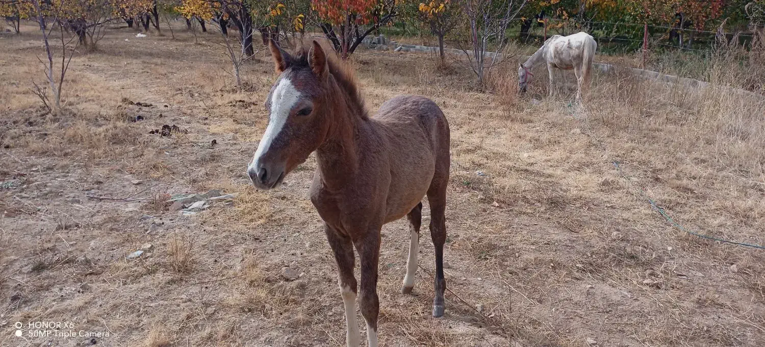 کره اسب نژاد عربی دم بالا|حیوانات مزرعه|سیلوانه, |دیوار