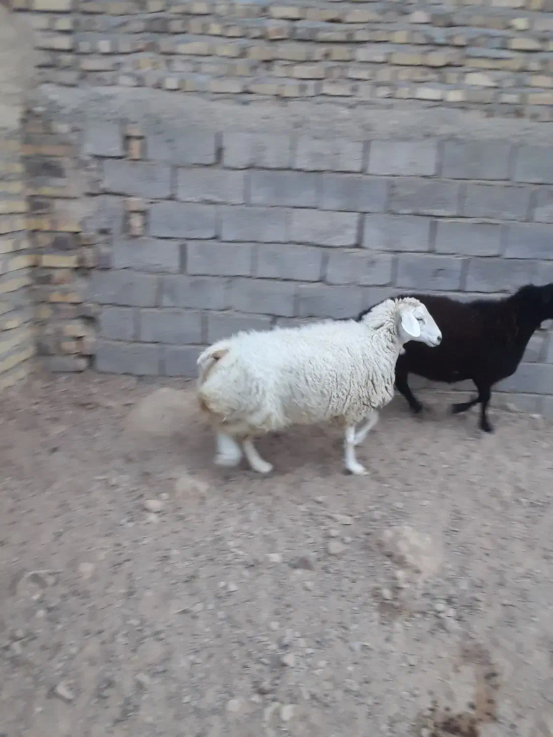 ۲راس میش جوان آبستن|حیوانات مزرعه|تایباد, |دیوار