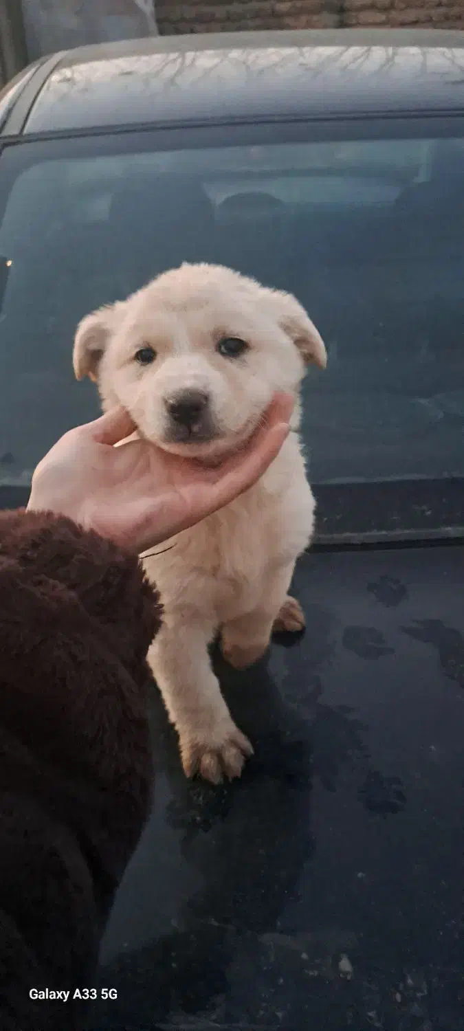 واگذاری سگ|سگ|تهران, ترمینال غرب|دیوار