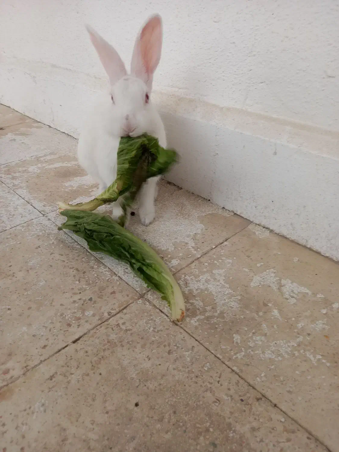 خرگوش|موش و خرگوش|مسجد سلیمان, |دیوار