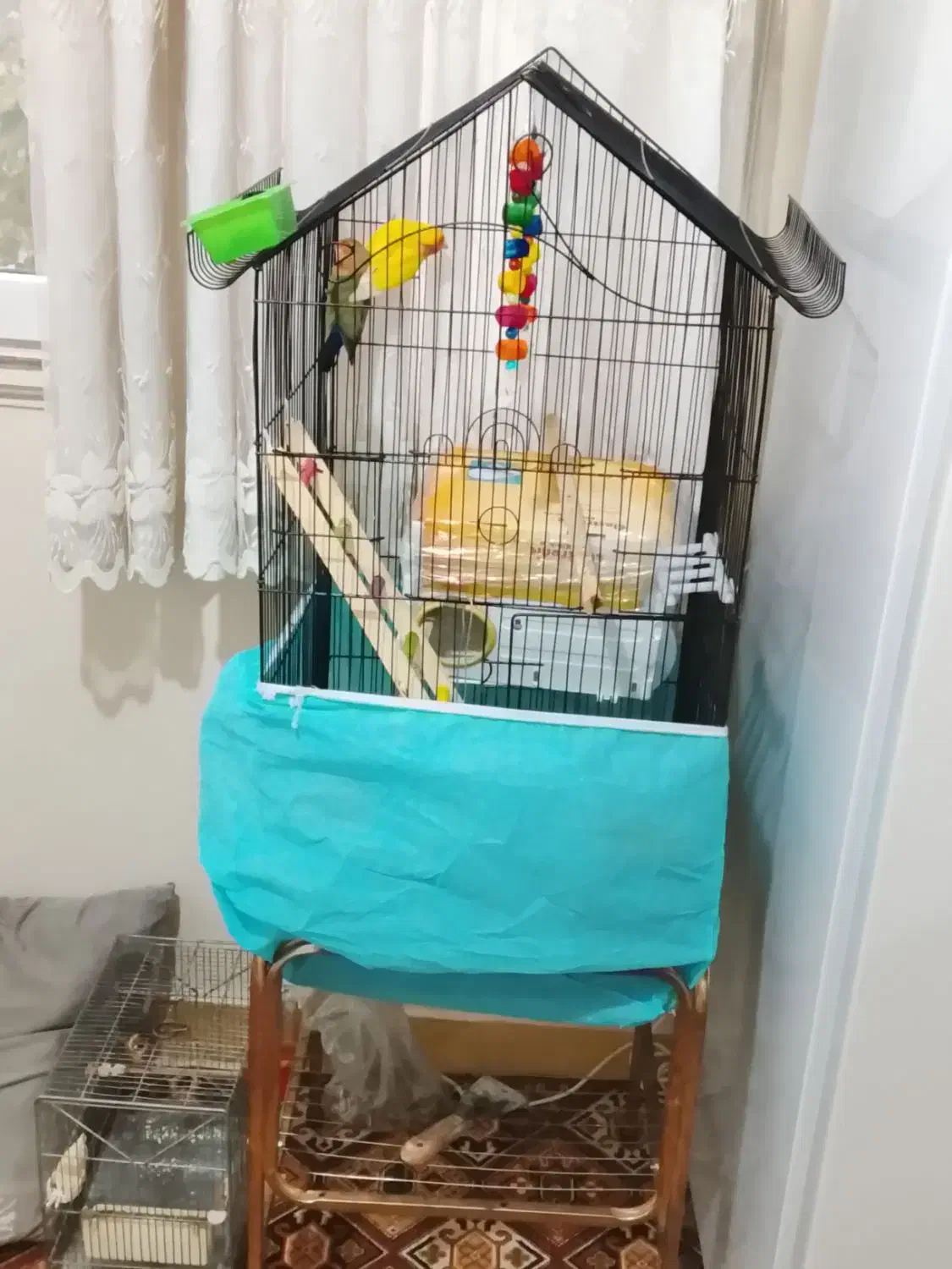 ی جفت طوطی برزیلی نروماده باقفس|پرنده|ری, سیزده آبان|دیوار