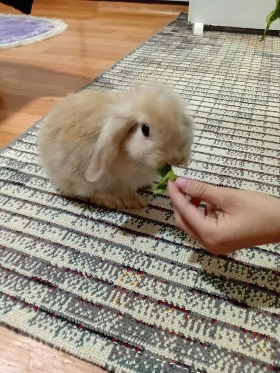 خرگوش نیمه لوپ|موش و خرگوش|قائمشهر, |دیوار