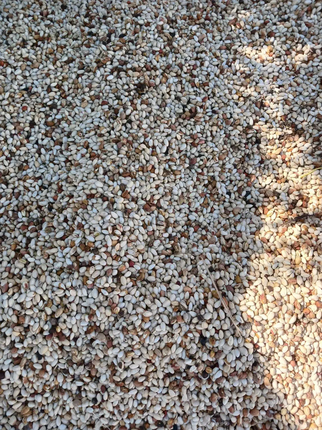 خریدپسته زردو نخودی روابی خریدارم|خدمات باغبانی و درختکاری|رفسنجان, |دیوار