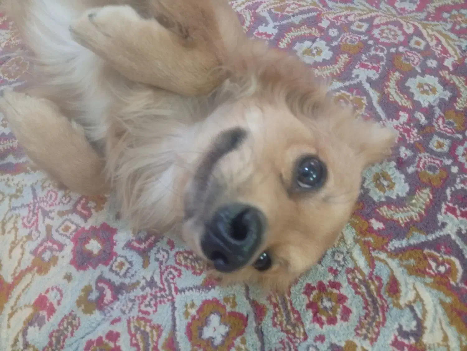 سگ پامرین نر یک ساله خیلی بازیگوش و زرنگ واکسناشم|سگ|زاهدان, |دیوار