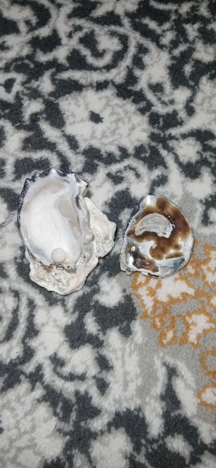 مرواریداصل همراه باصدف|جواهرات|مشهد, احمدآباد|دیوار