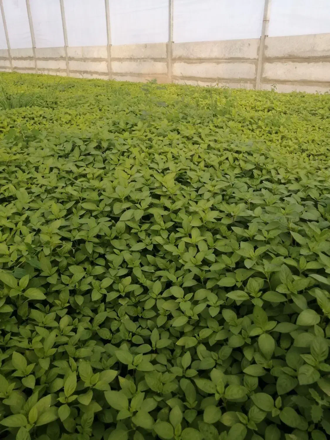 ریحان گلخانه|گل و گیاه طبیعی|نیشابور, سرآب کوشک|دیوار