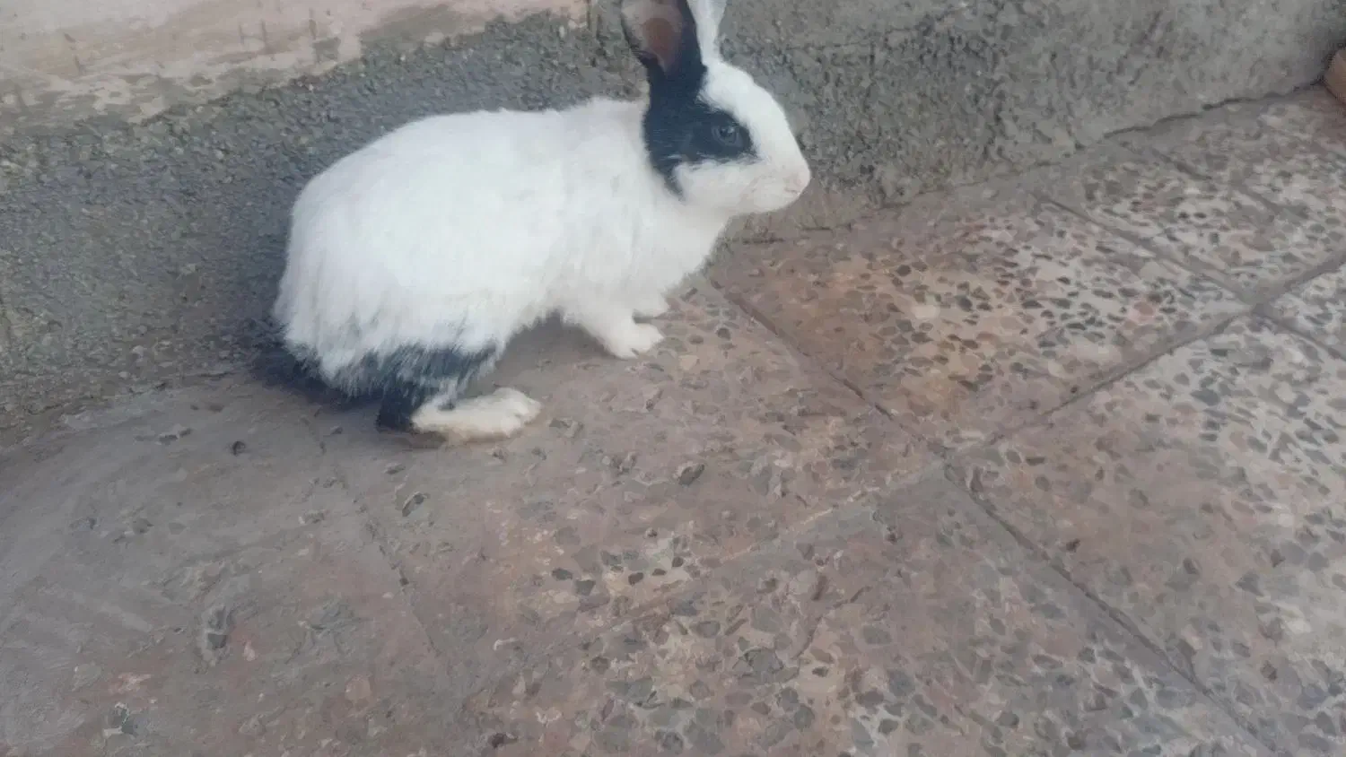 خرگوش|موش و خرگوش|معمولان, |دیوار