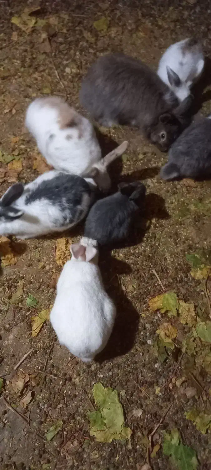 خرگوش|موش و خرگوش|قائن, |دیوار