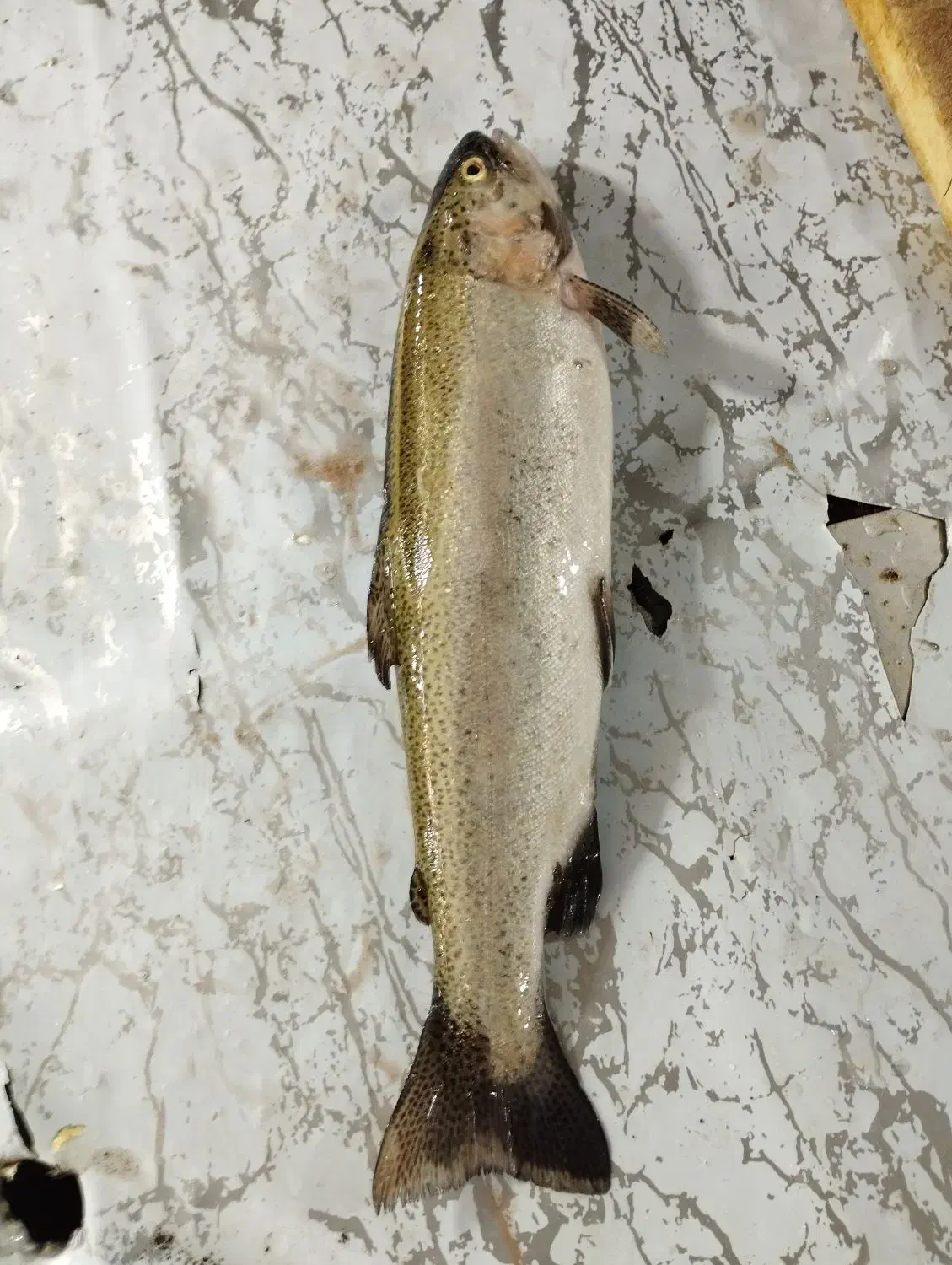 ماهی تازه دریایی|خوردنی و آشامیدنی|تهران, میرداماد|دیوار