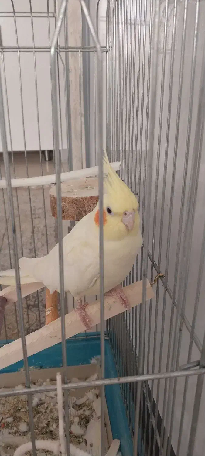 عروس هلندی|پرنده|کرج, شهرک فهمیده|دیوار