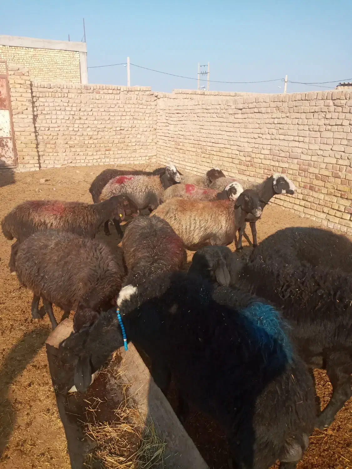 گوسفند زنده|حیوانات مزرعه|دشتابی, |دیوار