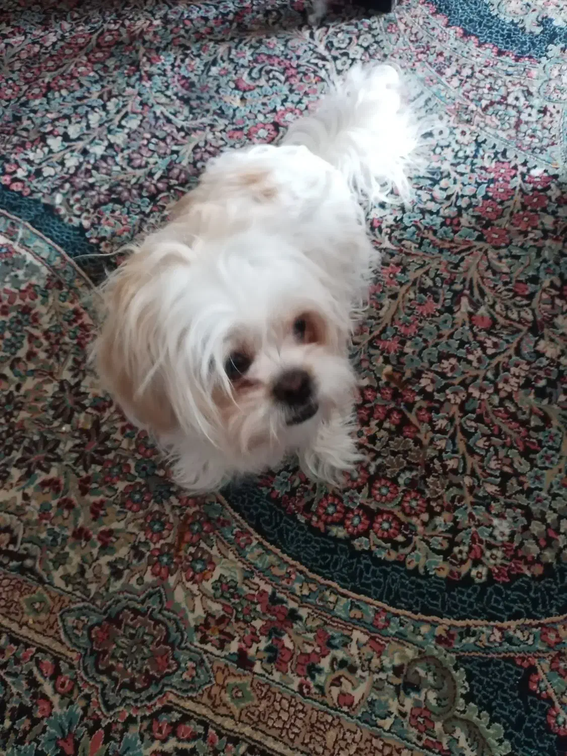 فروش دوعدد سگ|سگ|کرمان, |دیوار