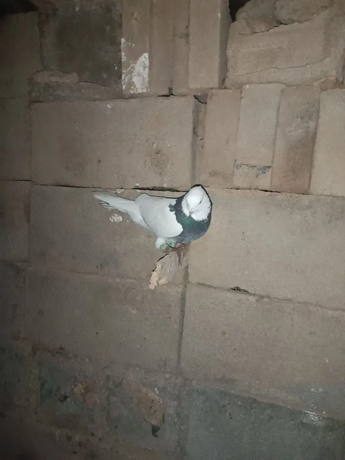 قیمت 800تومن|حراج|پره‌سر, |دیوار