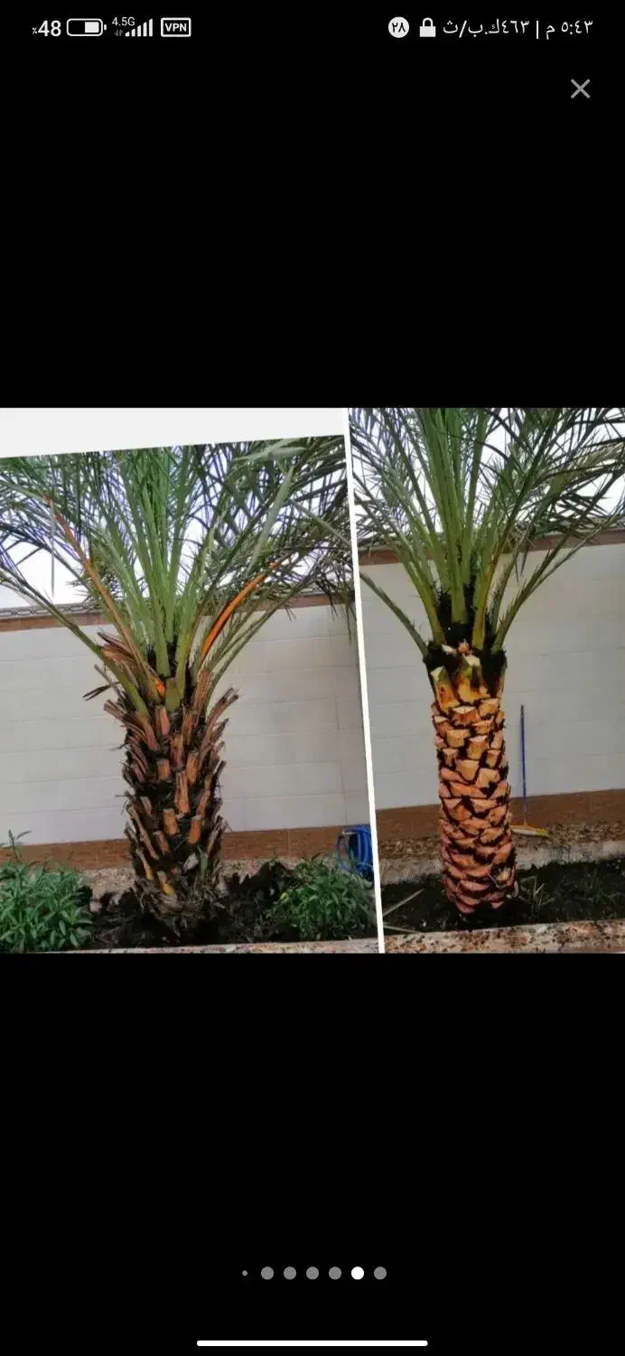 بریدن نخل و درخت قطع نخل هرس کردن نخل .استاد نخل|خدمات باغبانی و درختکاری|اهواز, گلستان|دیوار