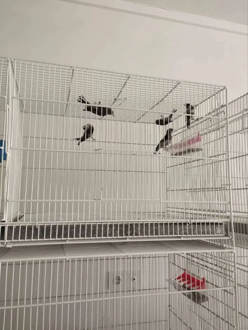 فروش ماده سهره معمولی و کرمانی|پرنده|ملایر, |دیوار