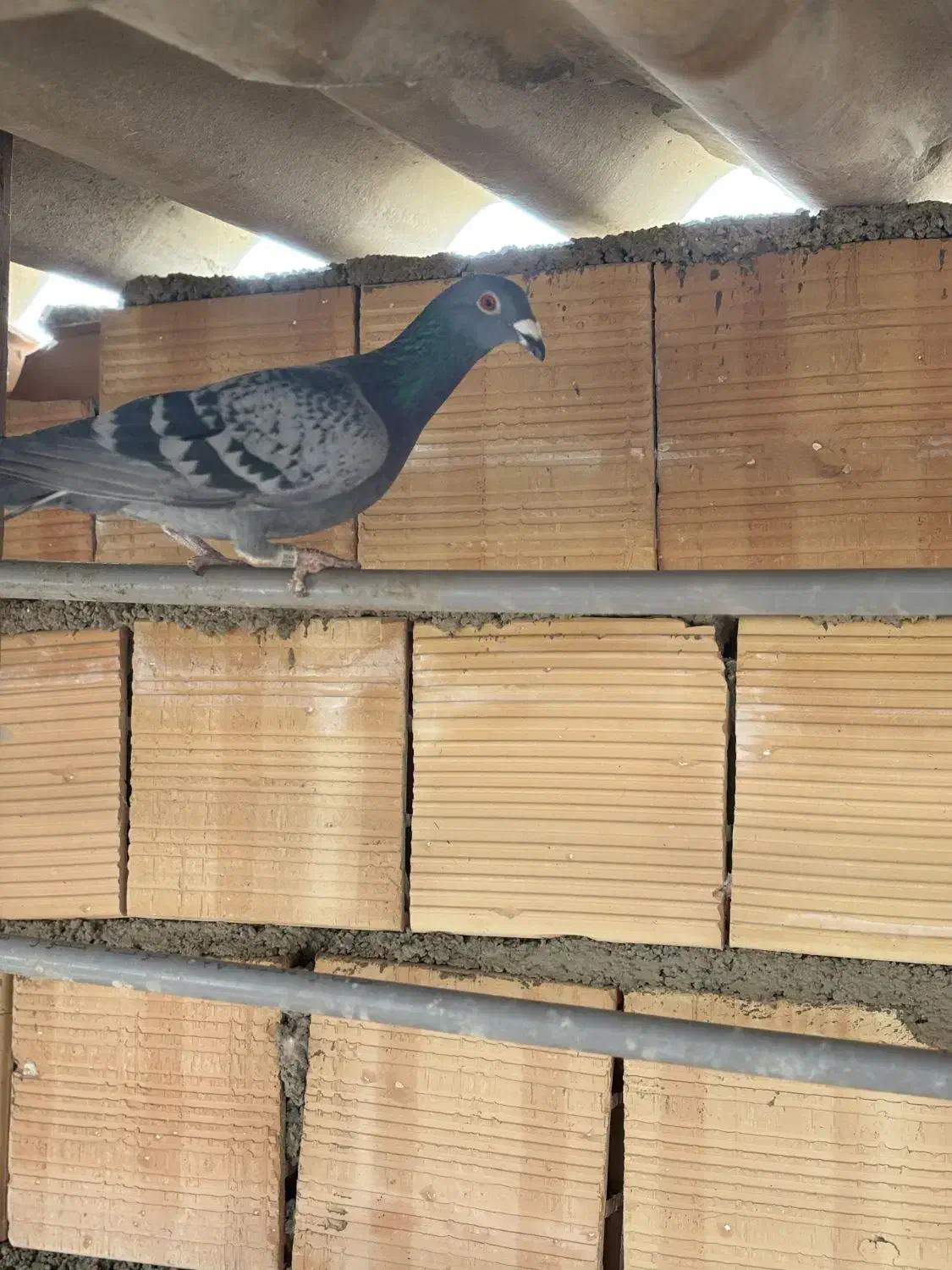 کبوتر گرفتنی|پرنده|مینودشت, |دیوار